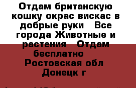 Отдам британскую кошку окрас вискас в добрые руки - Все города Животные и растения » Отдам бесплатно   . Ростовская обл.,Донецк г.